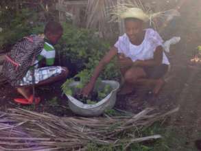 Children harvest vegetables from the school garden