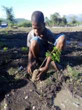 Planting Moringa in the School Garden