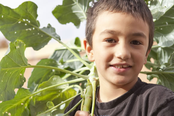 Tools to Connect Schools to Local Food