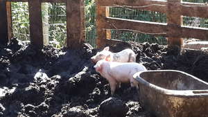 Piglets in our brand new piggery