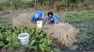 School teachers help too