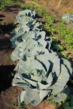 Cabbages