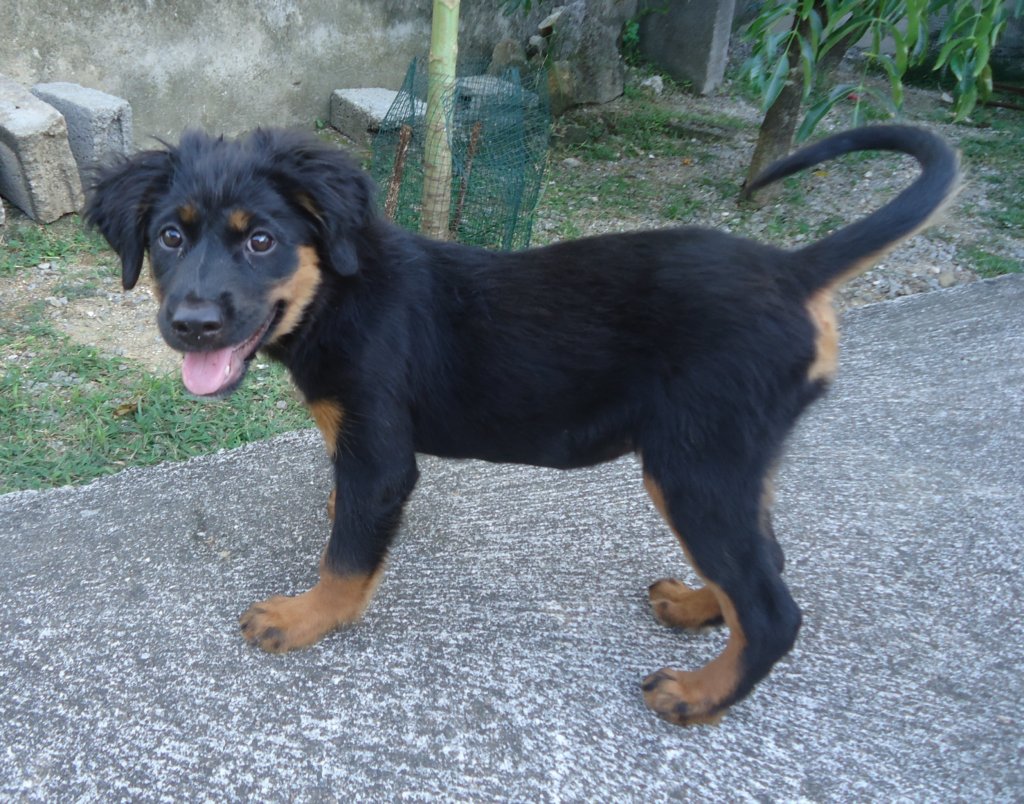 Help Abused & Neglected Animals in the Seychelles