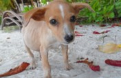 Help Abused & Neglected Animals in the Seychelles