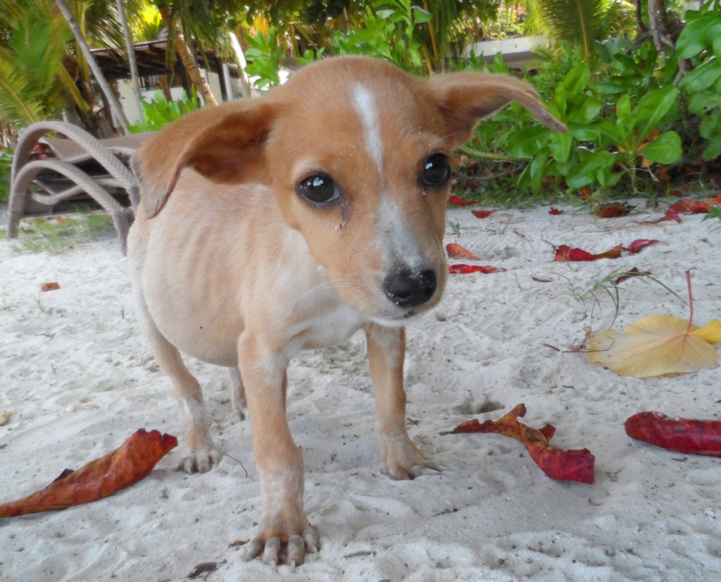 Help Abused & Neglected Animals in the Seychelles
