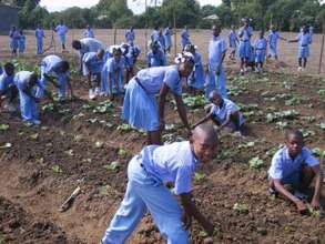 kids gardening at school, Haiti