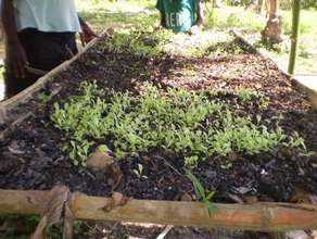 Raised nursery beds protect from excess sun, bugs.