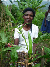 Okra grown in Mena, Haiti.