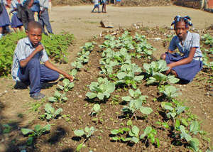 Chinese Cabbage, School Garden, Haiti