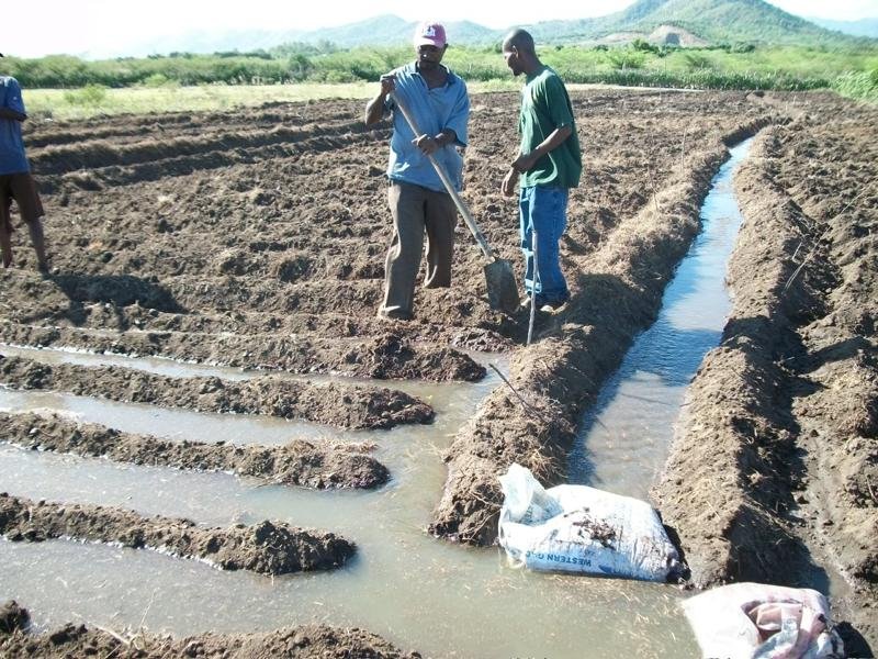 Provide Seeds for Haitians to Grow 50 Tons of Food