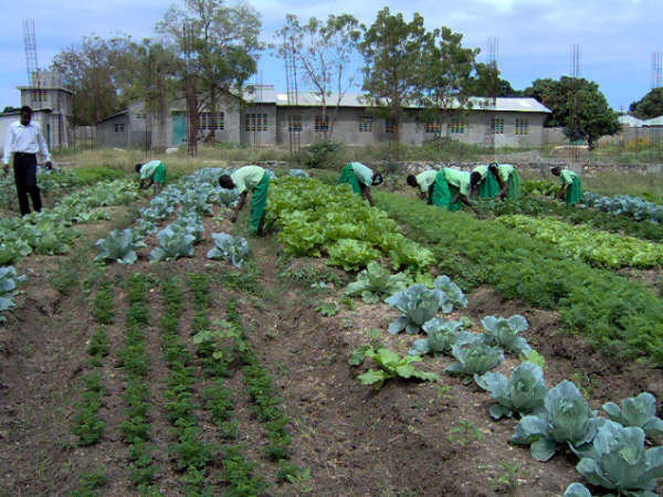 Provide Seeds for Haitians to Grow 50 Tons of Food