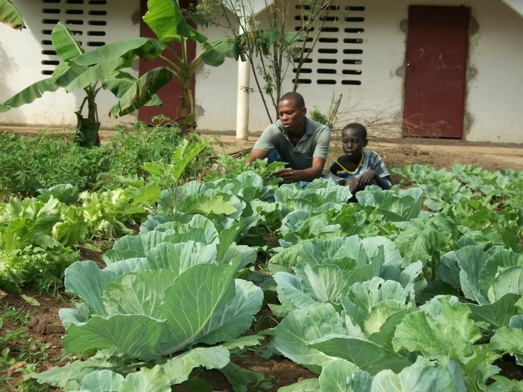Provide Seeds for Haitians to Grow 50 Tons of Food