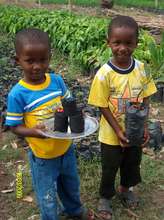 boys planting trees