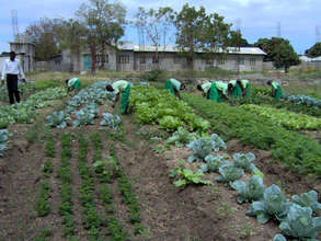 weeding the garden