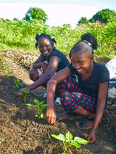 Peppers, School Garden, Haiti