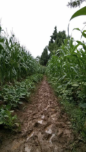 The only road joining Peng'an to the outside world