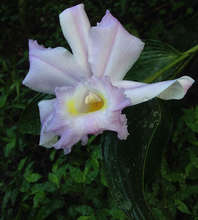 Flor de Un Dia, blooms November to April
