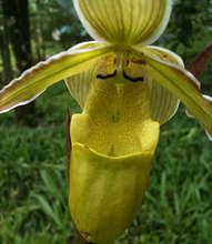 The strange buttercup grandpa orchid