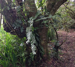 Each tree supports myriad life upon it. Look!