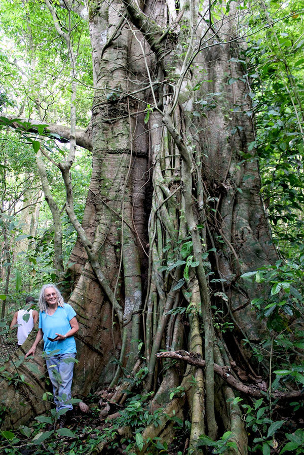 Big Fig in the San Luis forest