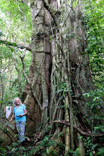 Big Fig in the San Luis forest