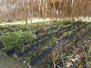 Nursery for our next planting in June @ Upala