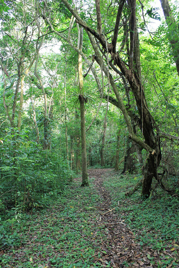 San Luis forest trail