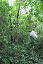 Tarzan swing = natural fun