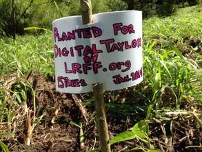 Plant a tree for a loved one at www.lrff.org