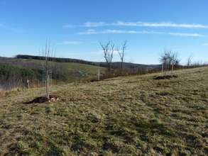 The 3 Linden Trees