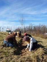 Planting bulbs for Bee Forage
