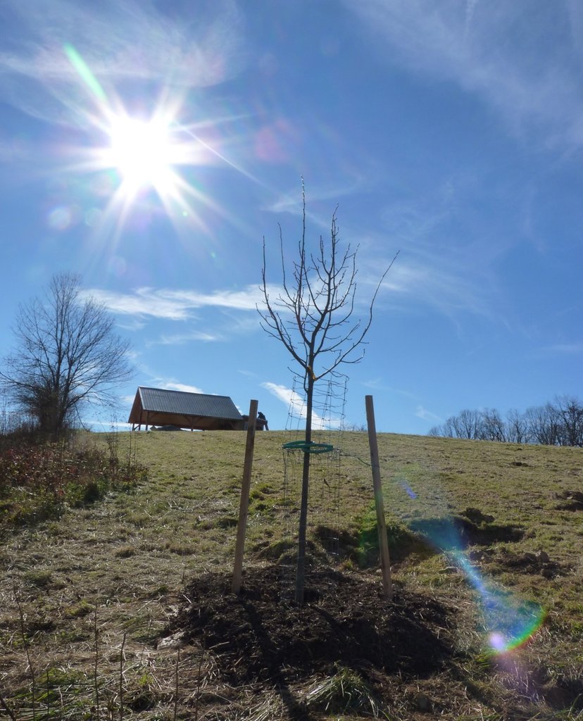 Linden Tree