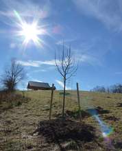 Linden Tree