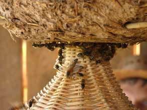 Bees in the Sun Hive