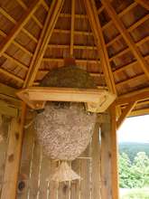 The Sun Hive