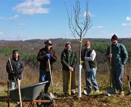 A Linden Tree Planted