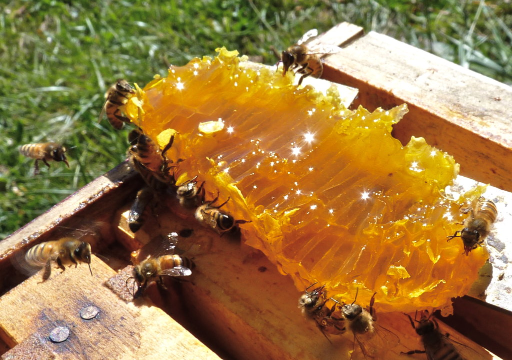 Hillside Restoration & Pollinator Habitat Creation
