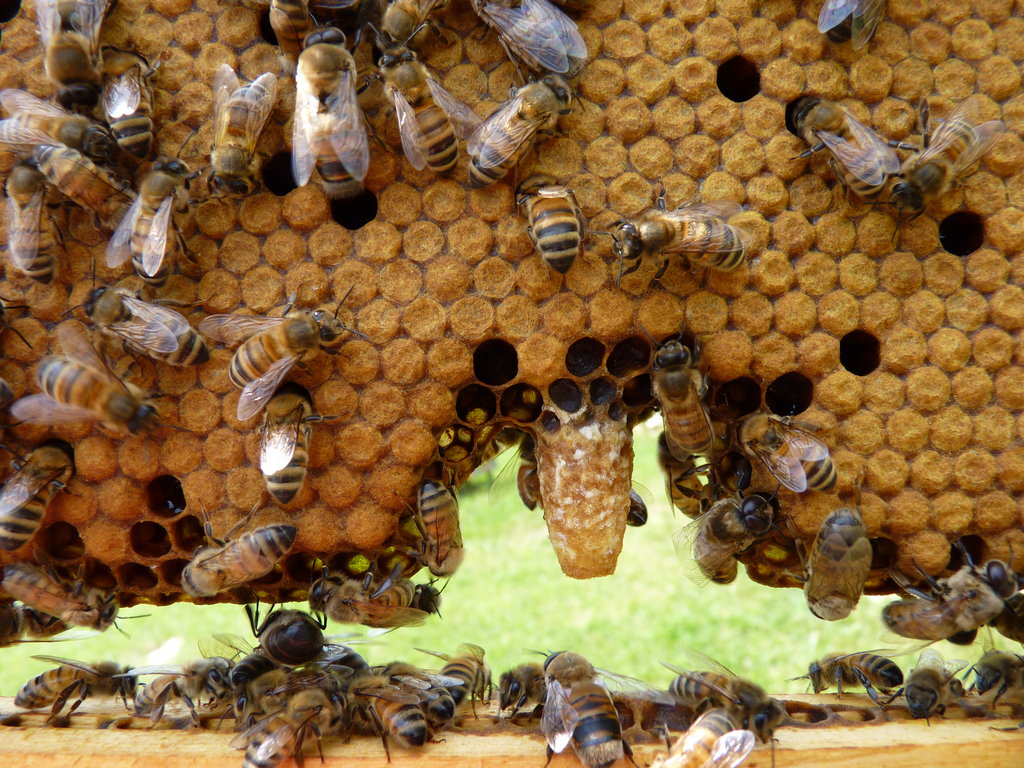 Hillside Restoration & Pollinator Habitat Creation