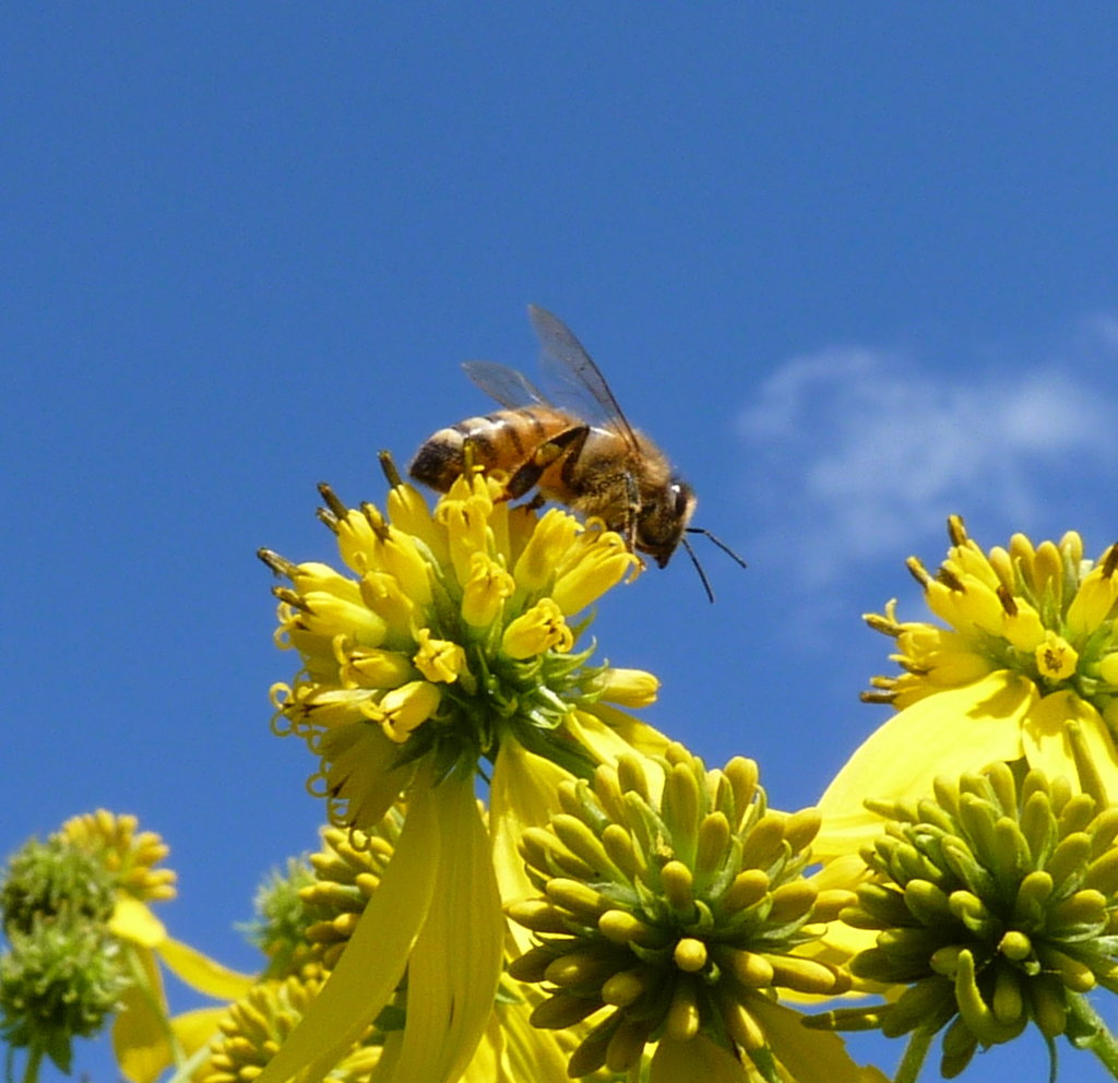 Hillside Restoration & Pollinator Habitat Creation