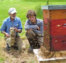 Bearding Hive