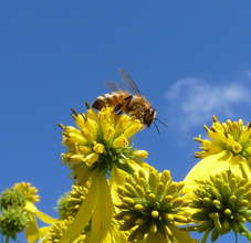 Bee on Yellow Crown Beard