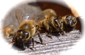 Hillside Restoration & Pollinator Habitat Creation