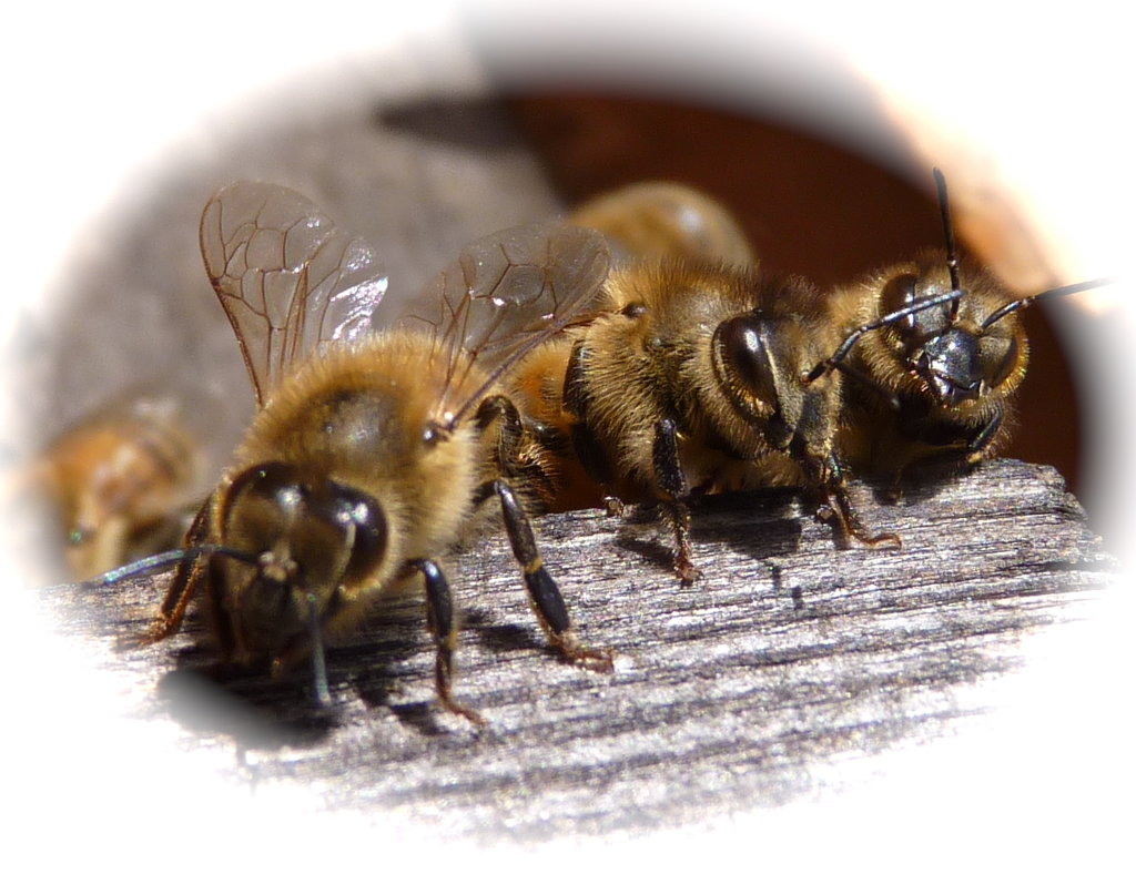 Hillside Restoration & Pollinator Habitat Creation