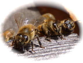 Hillside Restoration & Pollinator Habitat Creation