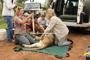 Darting and Release of New Lioness