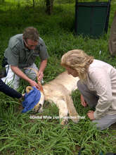 Radio Collaring New Lioness