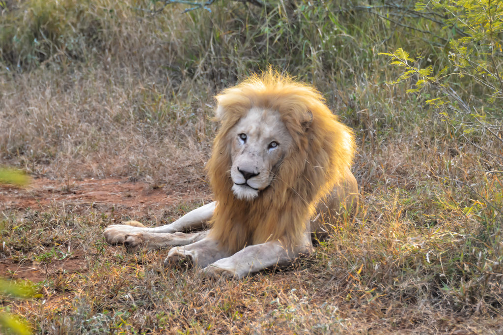 A Month of Freedom for the Tsau White Lion Pride