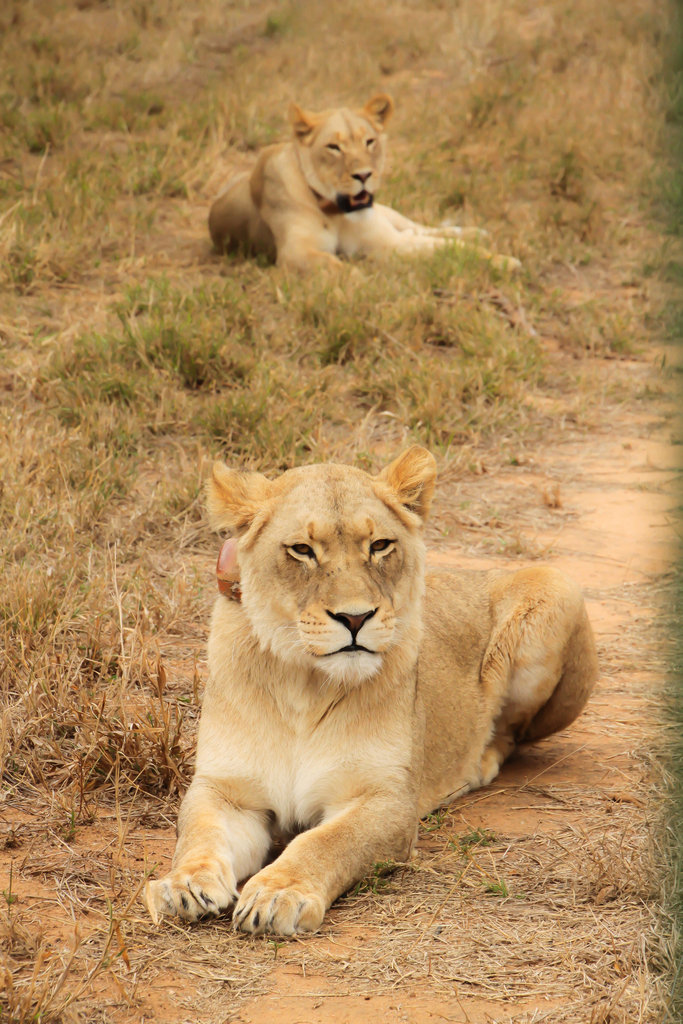 A Month of Freedom for the Tsau White Lion Pride