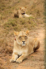 Tswalu and Kalahari