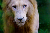 A Month of Freedom for the Tsau White Lion Pride
